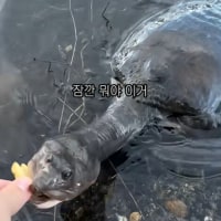 자라 목 존나 길구나