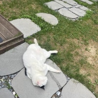 우리집 고냥이!!
