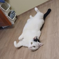 우리집 고냥이