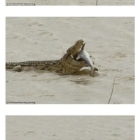 legendary photo from the australian floods lol