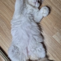 we have 6 cats at home