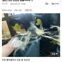 소는 온순한 동물이라며