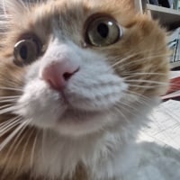 squished yuumi