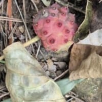 Is this the Devil Fruit?