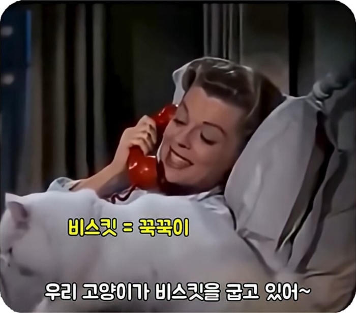 비스킷 굽는 고양이