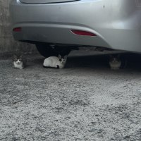 Found 3 Yuumis!