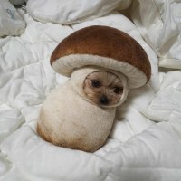 머쉬룸