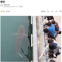부캉이 근황 ㄹㅈㄷ